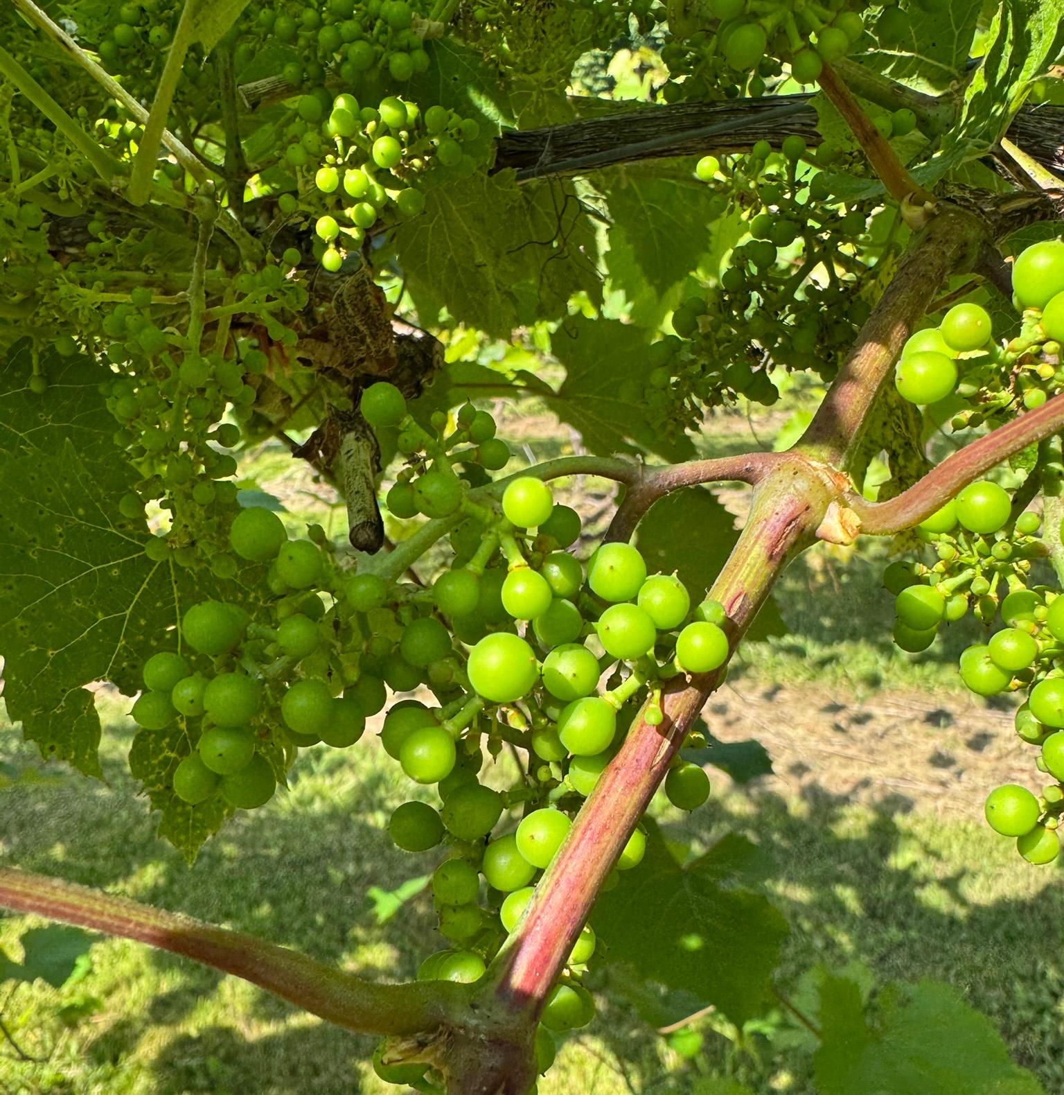 Petite Pearl grapes at fruit set .